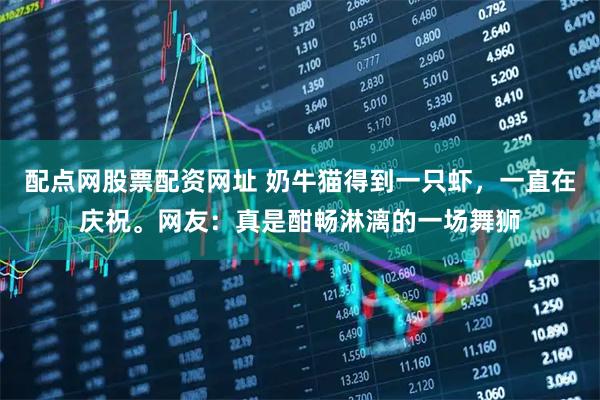 配点网股票配资网址 奶牛猫得到一只虾，一直在庆祝。网友：真是酣畅淋漓的一场舞狮