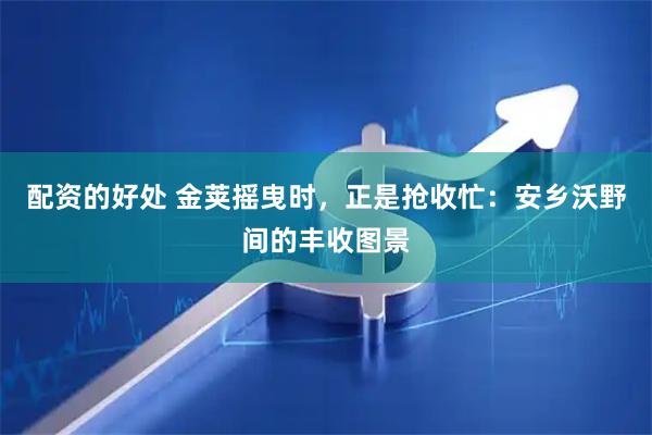 配资的好处 金荚摇曳时，正是抢收忙：安乡沃野间的丰收图景